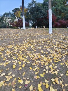 秋日落叶 满地金黄
