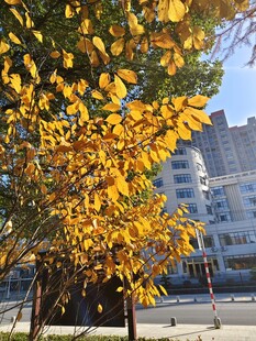 秋日黄叶