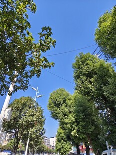 蓝天绿树