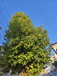 蓝天下葱郁大树