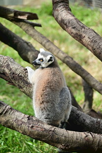 狐猴栖息于树枝间