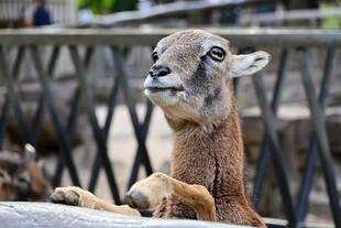 围栏边的可爱小羊