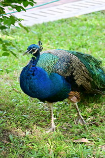 草地上的美丽蓝孔雀