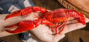 手中鲜活小龙虾特写