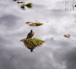 水面倒影中的绿植与飞鸟