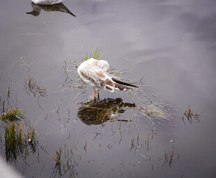 白鹭静立于水边湿地