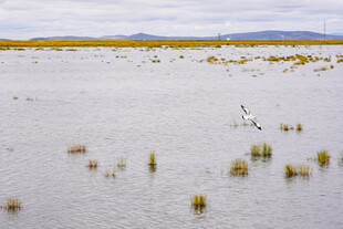 广袤湿地中的零星水草与水鸟