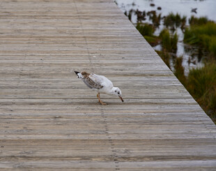 木板路上觅食的海鸥