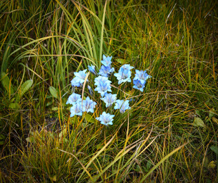 高原湿地草甸中的蓝色龙胆花