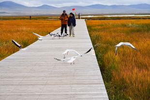 漫步栈道赏飞鸟与美景