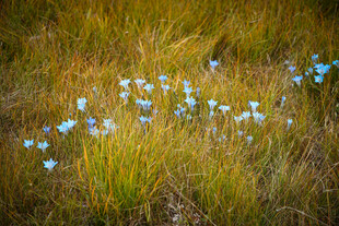 高原湿地草甸中的蓝色龙胆花
