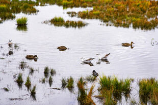 若尔盖湿地中的群鸭与水生植物