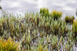 高原湿地中的多样绿色水草