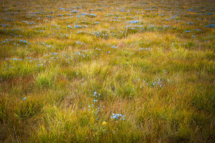 若尔盖湿地金黄水草风景