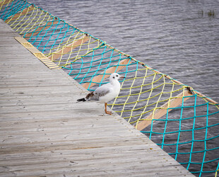 木栈道上的海鸥与彩色渔网