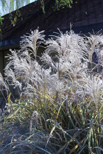芒草  