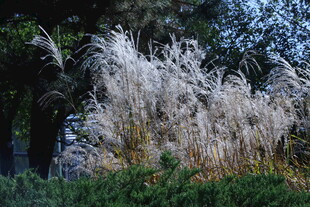 芒草 