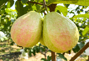 树上挂着的番石榴