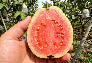 手捧切开的红心芭乐