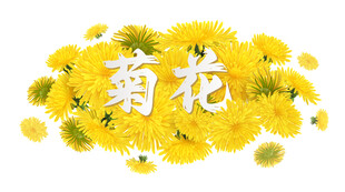 黄色菊花图案设计素材