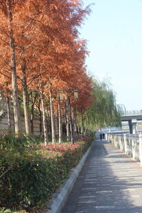 水杉秋日林荫道美景