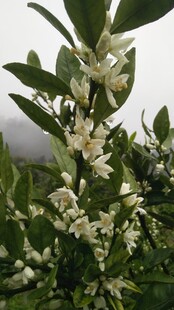 橘子花开