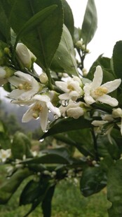 桔子花开