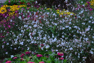 天坛花境风景  