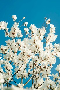 蓝天映衬下的洁白花朵