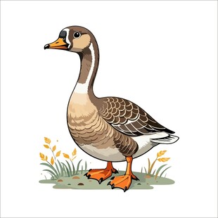 站立的灰棕鹅插画