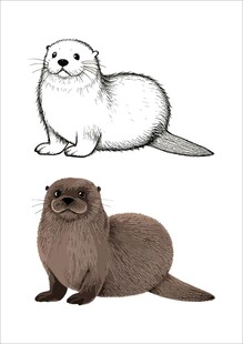 两种海獭插画