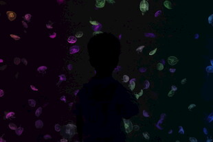 水母