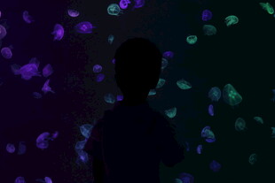 水母