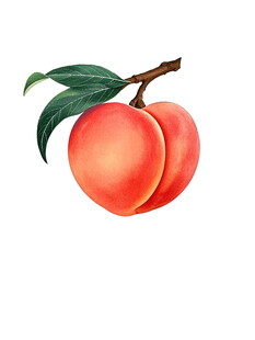 鲜美的桃子插画