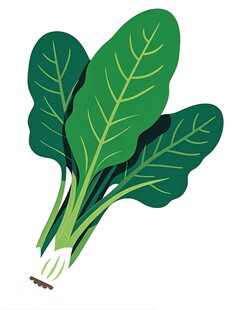 新鲜绿叶菠菜插画