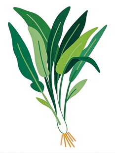 翠绿植物插画根系清晰