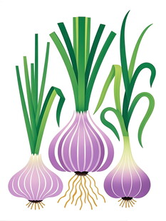 紫皮洋葱插画