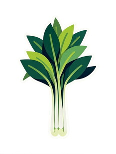 新鲜绿叶蔬菜插画