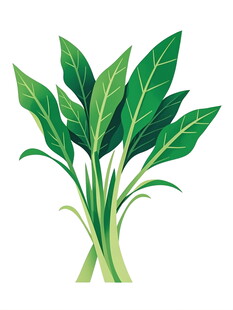 新鲜翠绿空心菜插画