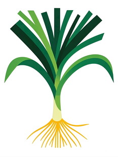 葱的矢量插画图