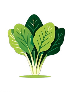 新鲜绿叶蔬菜插画