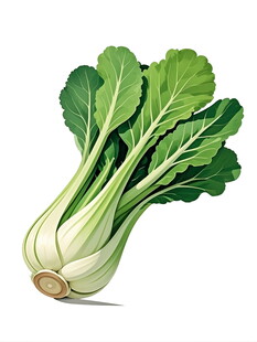 新鲜小白菜插画