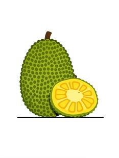 菠萝蜜插画完整与切片