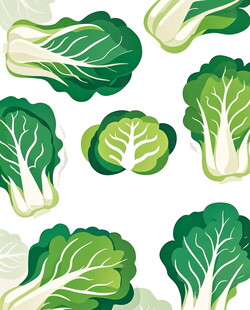 新鲜白菜插画图案