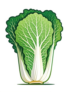 新鲜大白菜插画