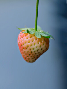 草莓