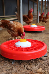 鸡在红色食盘进食