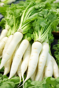 新鲜白萝卜