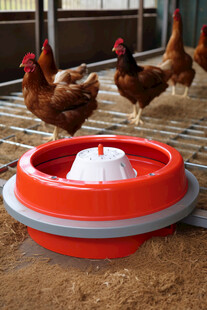 鸡舍中的红色自动喂食器