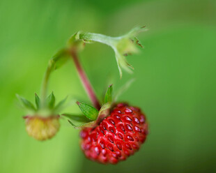 草莓